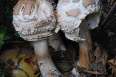 Macrolepiota rhacodes - Shaggy Parasol, compost heap, Dinnington.