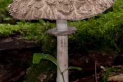 Macrolepiota rhacodes - Shaggy Parasol, Treswell Wood NR, Notts.