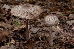 Macrolepiota rhacodes - Shaggy Parasol, Clumber Park, Notts.