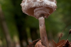 Macrolepiota rhacodes - Shaggy Parasol, Clumber Park, Notts.