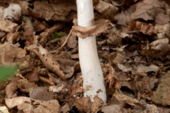 Macrolepiota rhacodes - Shaggy Parasol, Treswell Wood NR, Notts.