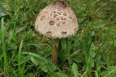 Macrolepiota procerax - Parasol, Finningley Churchyard.