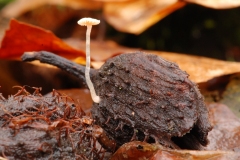 Marasmiellus rameallis, Clumber Park NT, Notts.