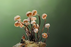 Marasmius rotula - Collard Parachute, Gamston Wood NR, Notts.