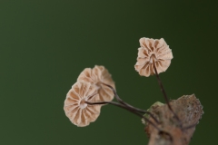 Marasmius rotula - Collard Parachute, Eckington Wood, Derbyshire.