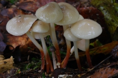 Marasmius wynnei - Pearly parachute, Anston Stones Wood.