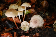 Marasmius wynnei - Pearly parachute, Anston Stones Wood.