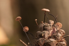 Marasmius androsaceus - Horsehair Parachute, Sherwood Pines, Notts.