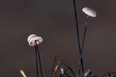 Marasmius androsaceus - Horsehair Parachute, Sherwood Pines, Notts.