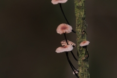 Marasmius androsaceus - Horsehair Parachute, Sherwood Pines, Notts.