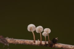 Marasmius epiphyllus - Leaf Parachute, Hatfield.