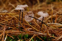 Marasmius androsaceus - Horsehair Parachute, Lound, Notts.