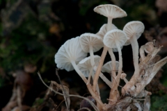 Marasmius delectans, Sherwood Forest, Notts.