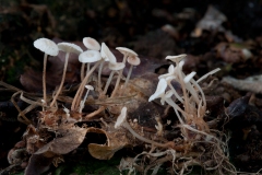 Marasmius-delectans-8