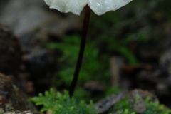 Marasmius rotula - Collard Parachute, Anston Stones Wood.