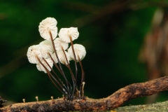 Marasmius rotula - Collard Parachute, Anston Stones Wood.