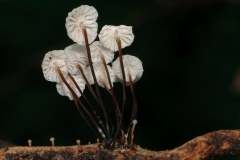 Marasmius rotula - Collard Parachute, Anston Stones Wood.