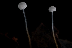 Marasmius setosus, Sherwood Pines.