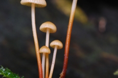 Marasmius wynnei - Pearly parachute, Anston Stones Wood.