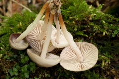 Marasmius wynnei - Pearly parachute, Anston Stones Wood.