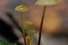 Marasmius wynnei - Pearly parachute, Anston Stones Wood.