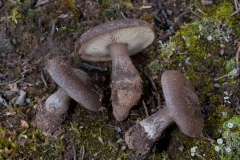 Melanoleuca cf. melaleuca, Lound, Notts.