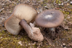 Melanoleuca cf. melaleuca, Lound, Notts.