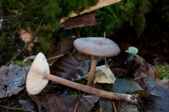 Melanoleuca polioleuca, Eckington Wood, Derbyshire.