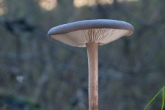 Melanoleuca polioleuca, Eckington Wood, Derbyshire.