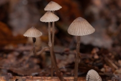 Mycena rorida - Dripping Bonnet, Rufford Abbey, Notts.