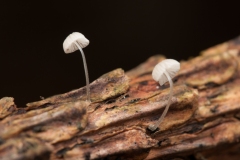 Mycena adscendens - Frosty Bonnet, Danes Hill NR, Notts.