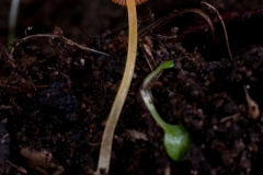 Mycena acicula, Lound, Notts