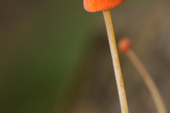 Mycena acicula - Orange Bonnet, Anston Stones Wood.