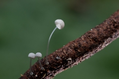 Mycena adscendens, Clumber Park, Notts.