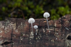 Mycena adscendens, Lound, Notts.