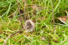 Mycena aetites, Clumber Park, Notts.