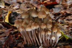 Mycena alcalina, Clumber Park, Notts.