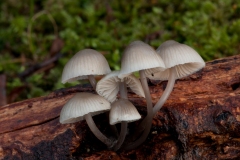 Mycena alcalina, Sherwood Pines, Notts.