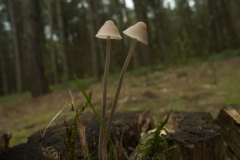 Mycena alcalina, Barrow Hills NR, Notts.