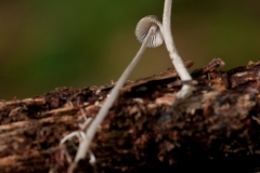 Mycena amicta, Barrow Hills NR, Notts.