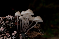 Mycena archangeliana, Lound, Notts.