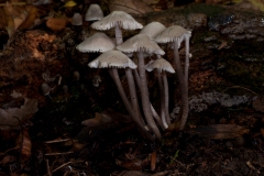 Mycena arcangeliana - Angel's Bonnet, Anston Stones Wood.