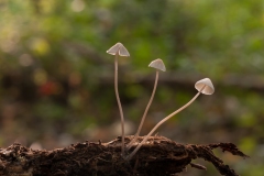 Mycena archangeliana, Lound, Notts.