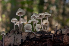 Mycena archangeliana, Anston Stones Wood.