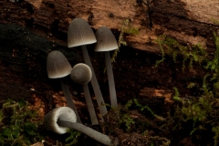 Mycena archangeliana, Anston Stones Wood.