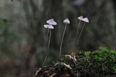 Mycena archangeliana, Danes Hill NR, Notts.