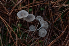 Mycena cinerella, Sherwood Pines, Notts.