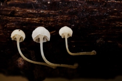 Mycena clavularis, Lound, Notts.