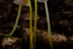 Mycena epipterygia - Yellowleg Bonnet, Clumber Park, Notts.