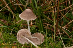 Mycena epipterygia - Yellowleg Bonnet, Longshaw NT, Derbyshire.